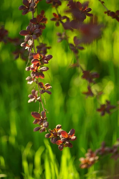 Barberry Bush Grows Sunny Spring Day Art Soft Focus — Stock Photo, Image