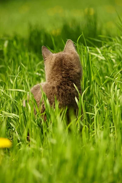 고양이는 봄날푸른 풀밭에 — 스톡 사진
