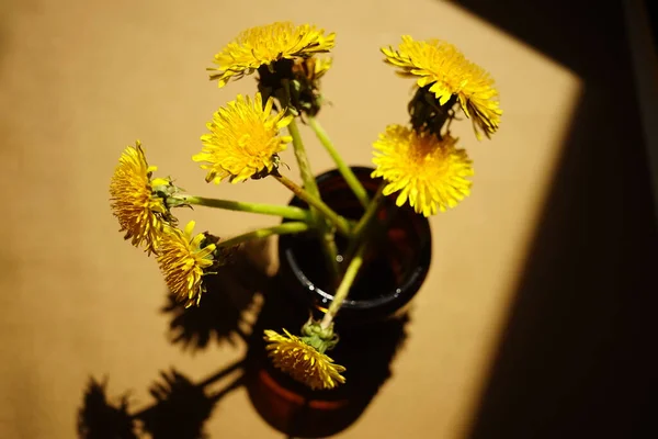 Amarelo Dandelion Flores Buquê Mesa Ensolarada — Fotografia de Stock