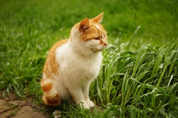 Ingwer Weiße Katze Grünen Gras Einem Frühlingstag — Stockfoto