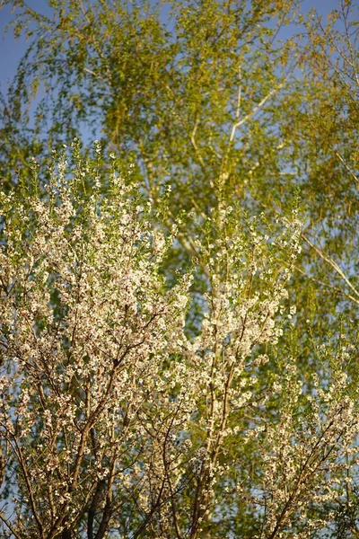 Blooming Almond Tree Birch Tree Young Green Leaves — Foto de Stock