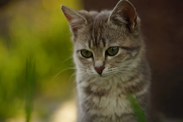 Lovely Grey Kitten Rest Garden — Stock Photo, Image