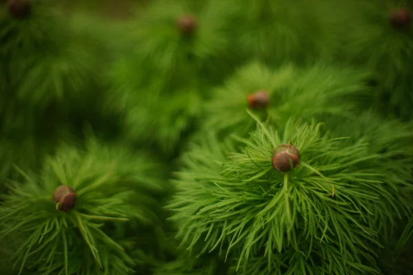 정원에 봉오리가 — 스톡 사진