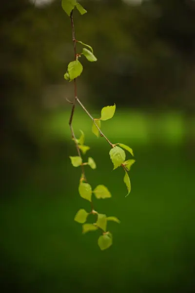 Φυσική Κάρτα Λουλουδιών Δέντρο Σημύδας Φρέσκα Πράσινα Φύλλα Στο Κλαδί — Φωτογραφία Αρχείου