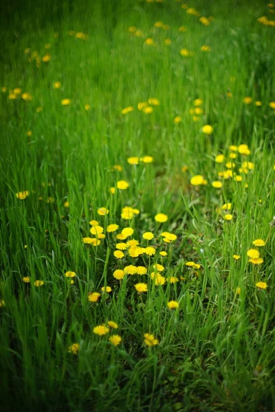Zielona Trawa Żółte Kwiaty Mniszka Lekarskiego Polu Wiosennym — Zdjęcie stockowe