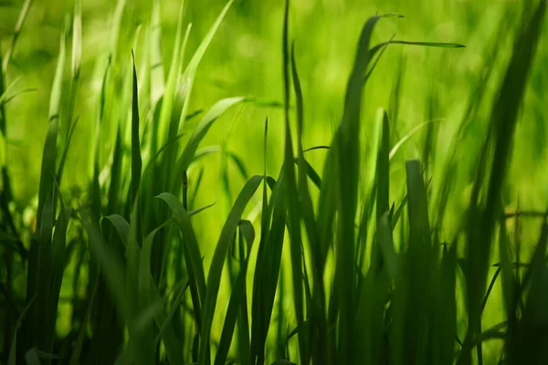 Fresh Floral Background Vivid Green Grass Sunny Spring Garden — Stok fotoğraf