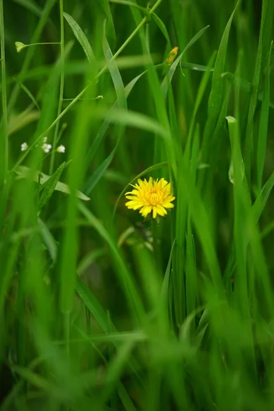 One Yellow Dandelion Flower Spring Grass — Stok fotoğraf