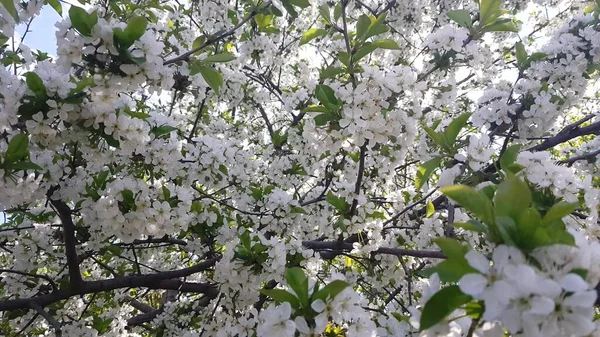 Beautiful Floral Background Flowering Tree Spring Garden — стоковое фото
