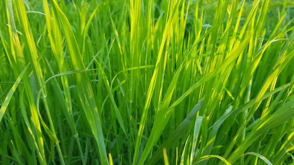 Naturlig Blommig Bakgrund Med Levande Grönt Gräs Våren — Stockfoto