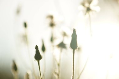 Çiçekli sanat kartı. Bulanık polen çiçekleri sıcak günbatımı ışıklarıyla tarlada yetişir.