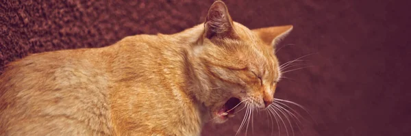 Golden Cat Widely Yawns Side View Red Wall Background — Foto de Stock