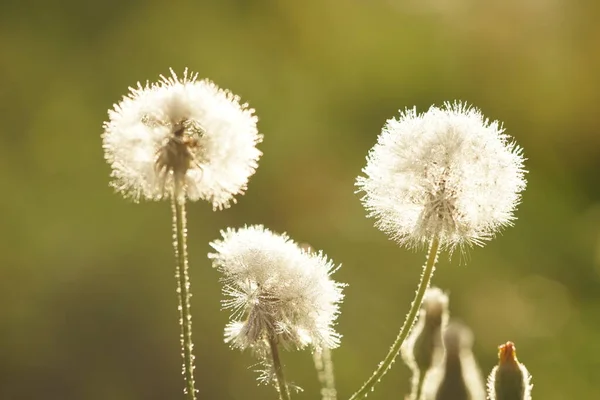 夕暮れの春の庭にはふわふわのタンポポの花が咲いています — ストック写真