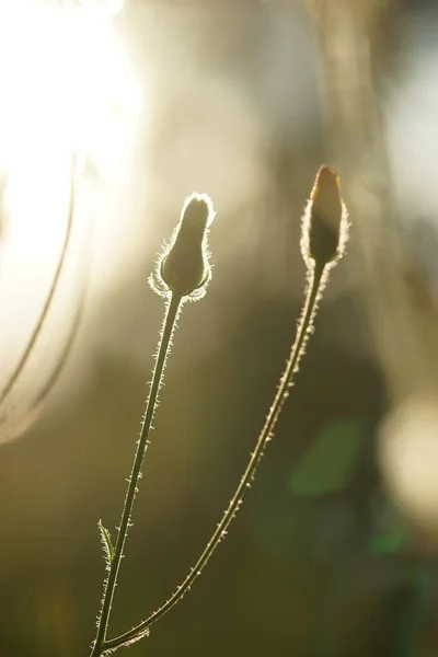 Closed Dandelion Flowers Grow Field Warm Sunset Light — Stockfoto
