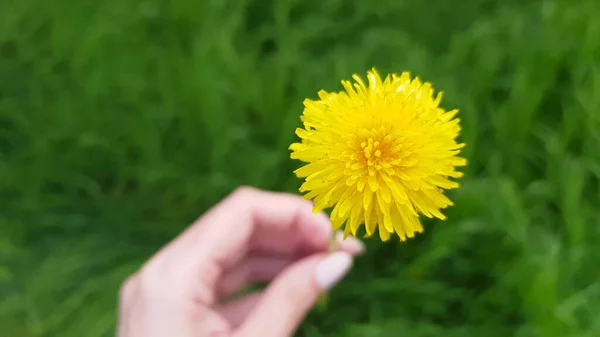 Female Hand Yellow Dandelion Flower Spring Garden Green Grass Blurred — Fotografia de Stock