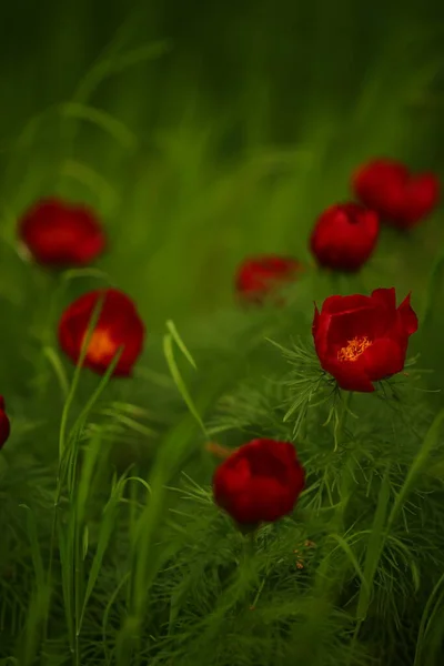 Verse Rode Pioenroos Bloemen Groeien Het Voorjaar Tuin — Stockfoto