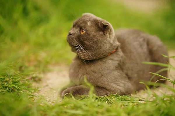 Grå Katt Scottish Vik Ras Vila Trädgården — Stockfoto