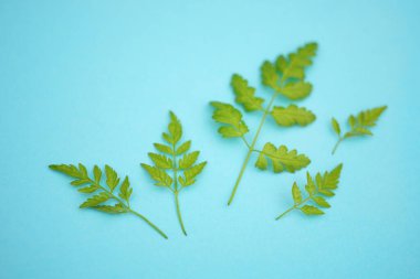 Çiçekli sanat kartı. Mavi masada yeşil yapraklı bahar arkaplanı.