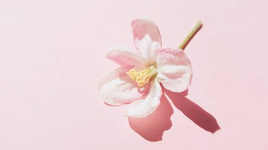 Güzel, beyaz, taze elma ağacı soluk pembe masada..