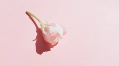 Elma ağacının güzel taze çiçeği güneşli pembe masada.