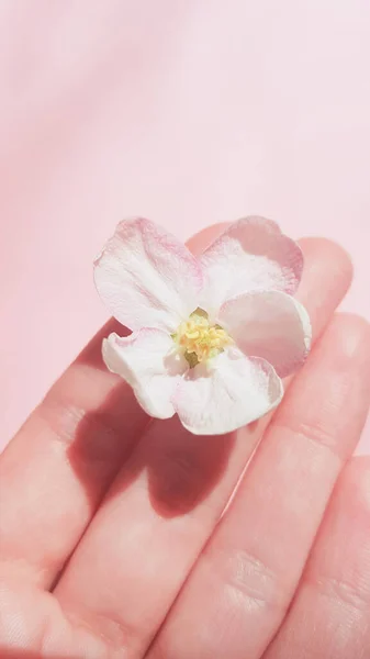 Gyönyörű Fehér Friss Virág Almafa Női Kéz Rózsaszín Háttér — Stock Fotó