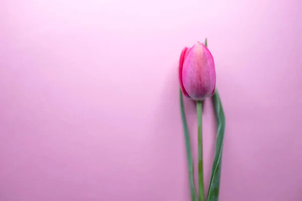 Rózsaszín Tulipán Egy Rózsaszín Asztalon Virágos Művészeti Kártya — Stock Fotó