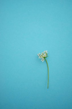 Mavi masada yumuşak, beyaz, küçük bir polen çiçeği.