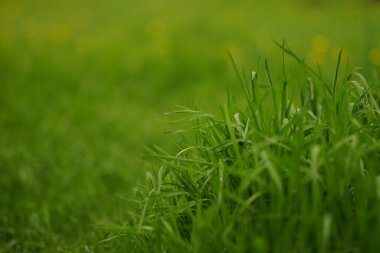 Natural floral background with vivid green grass in spring field.