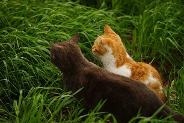 Δύο Γάτες Αναπαύονται Ζωντανό Πράσινο Γρασίδι Μια Ανοιξιάτικη Μέρα — Φωτογραφία Αρχείου