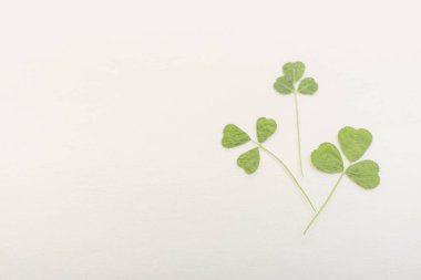 Beyaz masada üç yeşil yonca bitkisi.