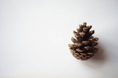 Beyaz masada taze çam kozalağı, üst görünüm, kopyalama alanı.