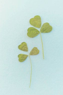 Mavi masada iki kuru yeşil yonca..