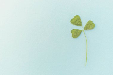 Mavi masada bir kuru yeşil yonca, kopyalama alanı..