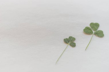 Beyaz kağıda iki kuru yeşil yonca bitkisi, boşluğu kopyala