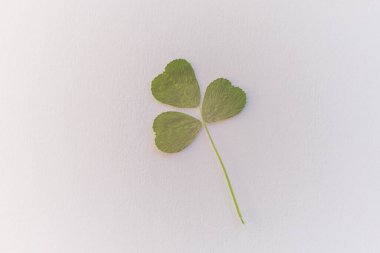 Beyaz kağıt üzerinde kurumuş yeşil yonca bitkisi