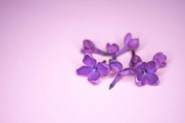 Pembe masada taze leylak çiçekleri, kopyalama alanı.