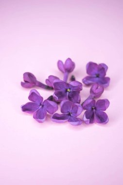 Pembe masada taze leylak çalıları var.