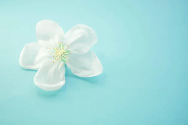 Floral Art Card Beautiful White Fresh Flower Apple Tree Lovely — Stock Photo, Image