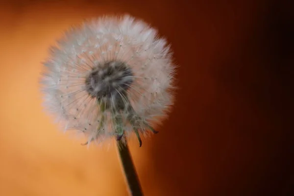 Fluffy Dandelion Flower Dark Brown Background — стоковое фото