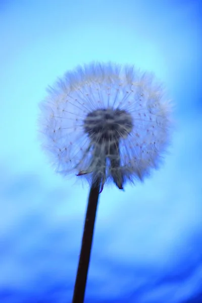 Fluffig Maskros Blomma Glänsande Blå Bakgrund — Stockfoto