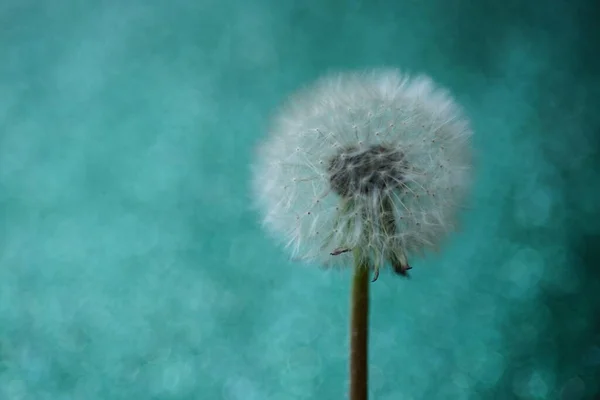 Fluffy Dandelion Flower Shiny Green Background Art Card — Stockfoto
