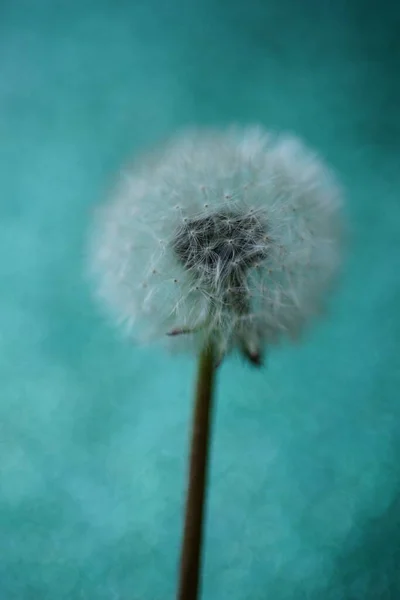 Pluizige Paardebloem Een Glanzende Groene Achtergrond — Stockfoto