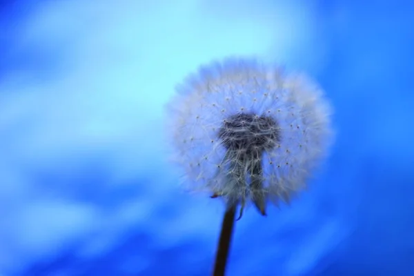 Пухнаста Квітка Кульбаби Блискучому Синьому Магічному Фоні — стокове фото