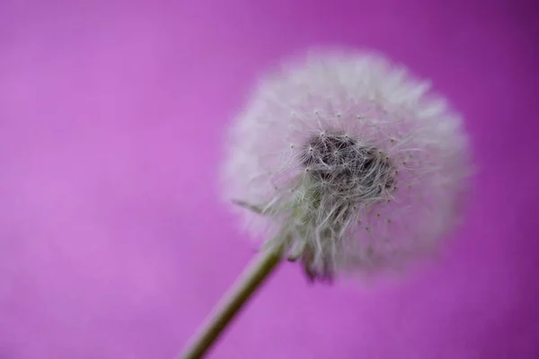 Pluizige Paardebloem Een Paarse Achtergrond — Stockfoto