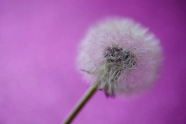 Mor bir arka planda tüylü karahindiba çiçeği