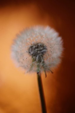 Koyu kahverengi arka planda pofuduk karahindiba çiçeği.