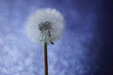 Parlak mavi arka planda pofuduk karahindiba çiçeği, sanat kartı..