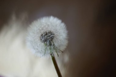 Parlak platin arka planda pofuduk karahindiba çiçeği.