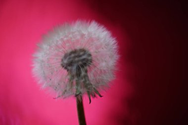 Koyu kırmızı arka planda pofuduk karahindiba çiçeği.