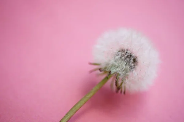 Fluffy Dandelion Flower Pale Pink Table — 스톡 사진