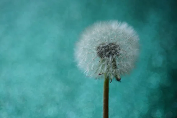 Pluizige Paardebloem Een Glanzende Groene Achtergrond Kunstkaart — Stockfoto